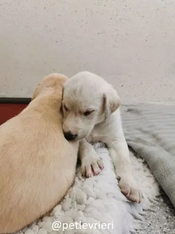 ryan neill adozione lurcher