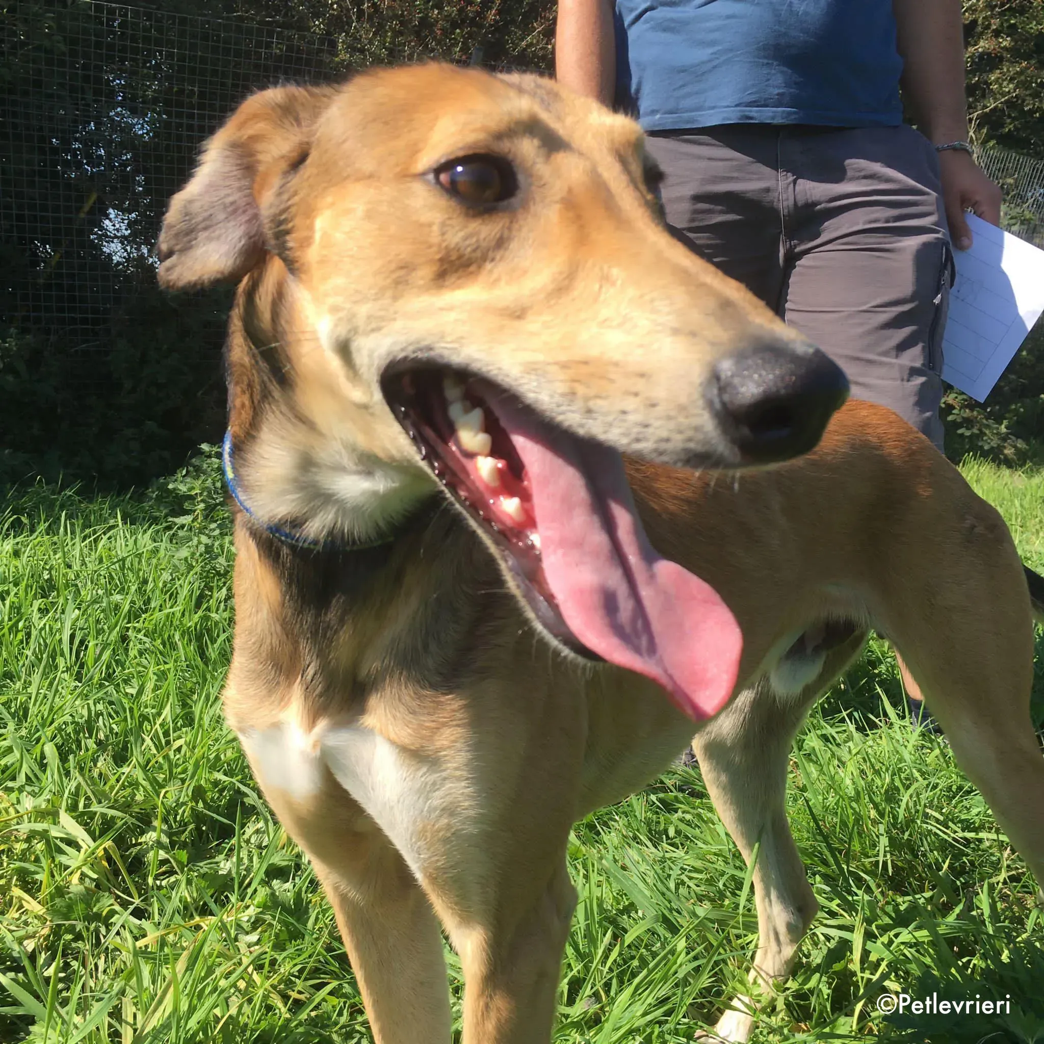 ryder adozione levrieri greyhound lurcher 1