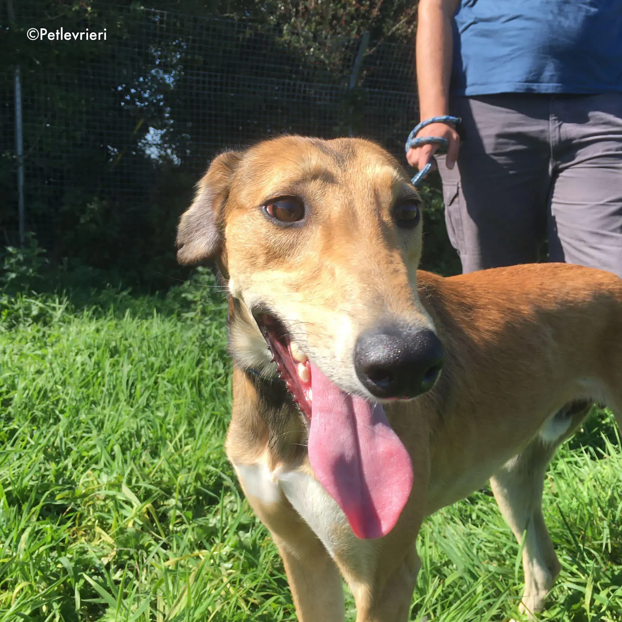 ryder adozione levrieri greyhound lurcher 2