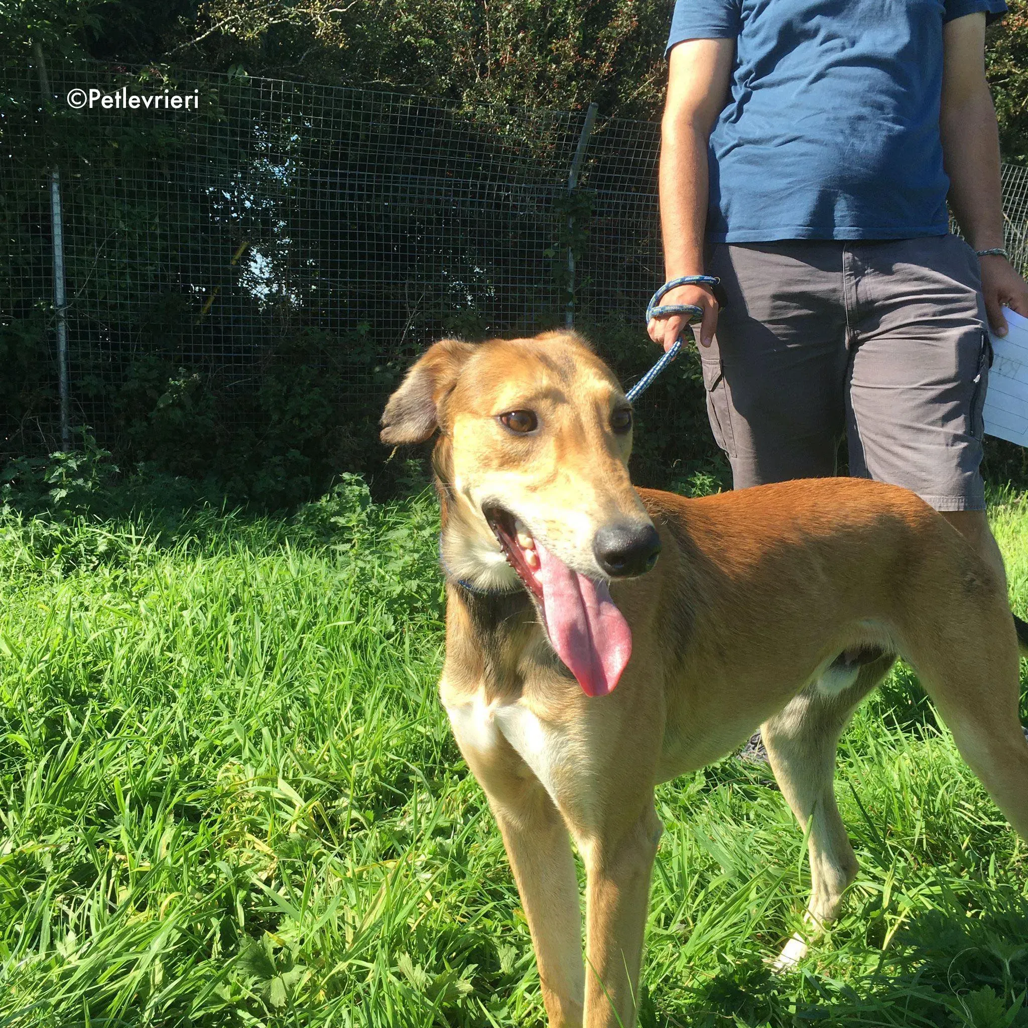 ryder adozione levrieri greyhound lurcher 3