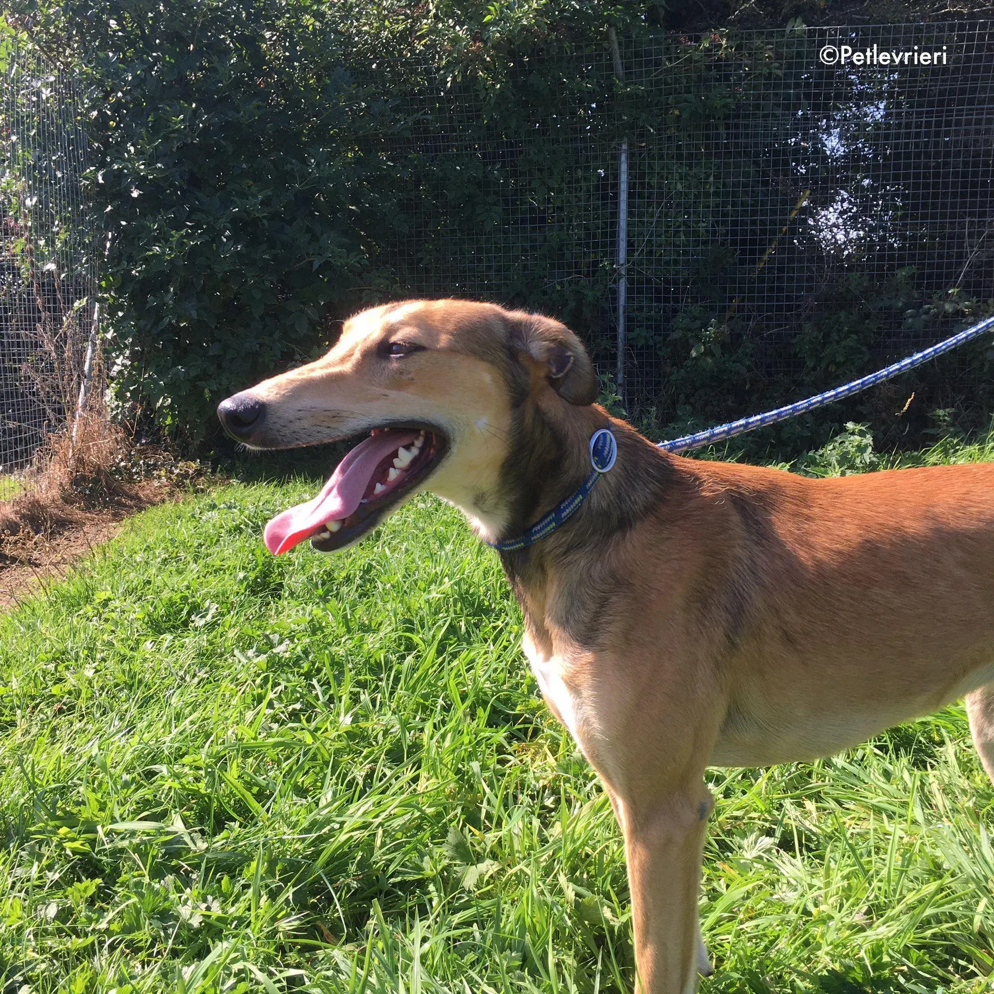 ryder adozione levrieri greyhound lurcher 4