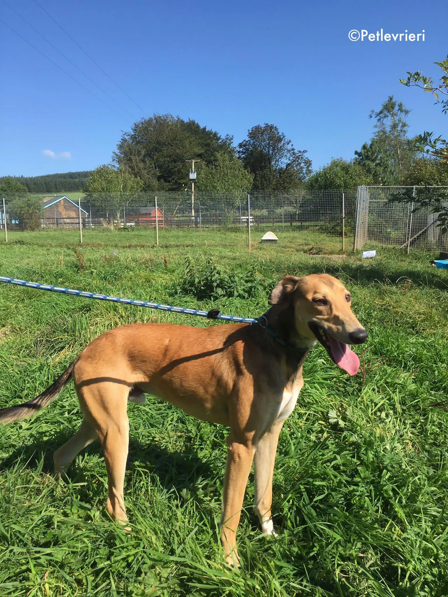 ryder adozione levrieri greyhound lurcher 5