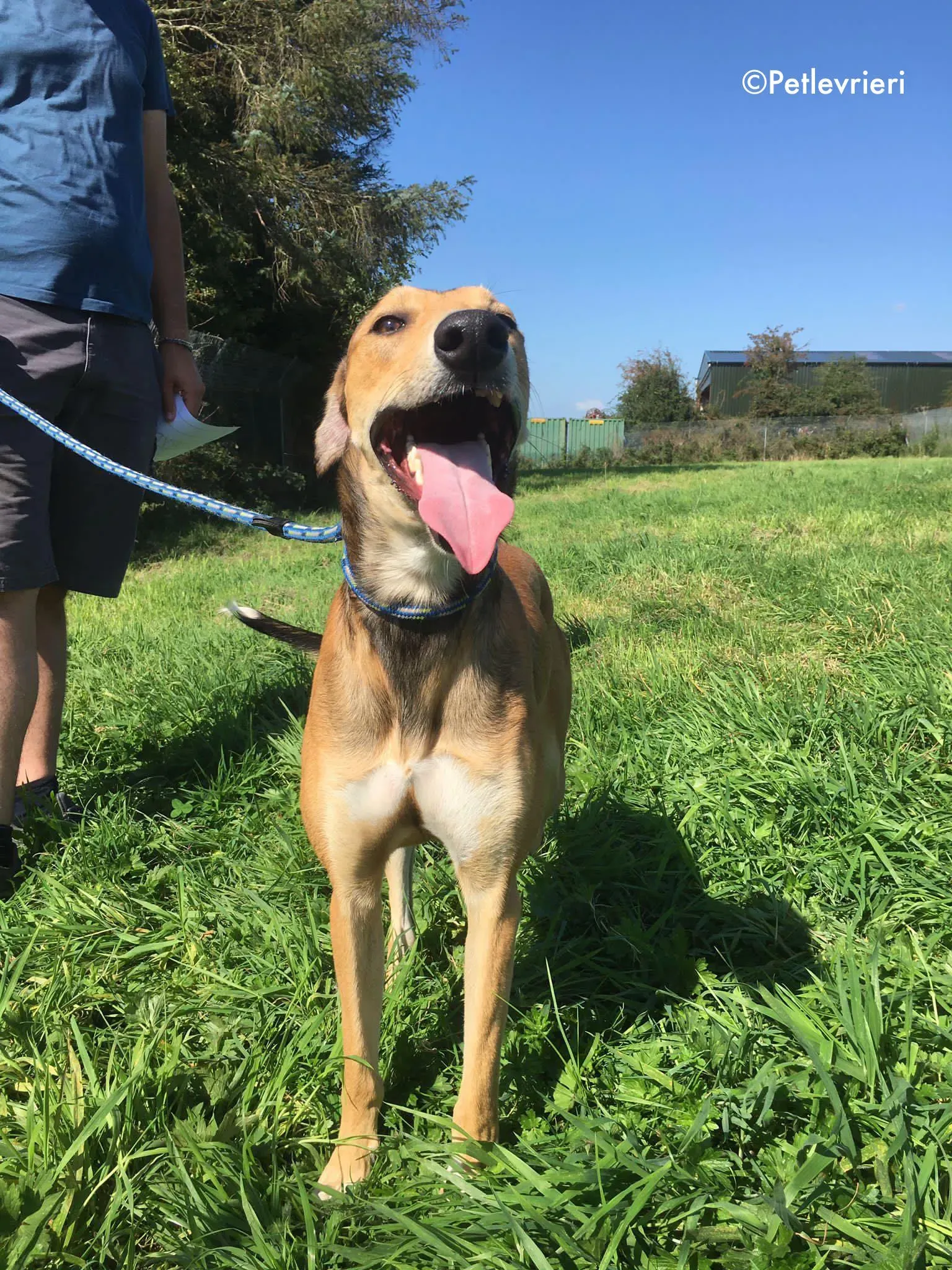 ryder adozione levrieri greyhound lurcher 6