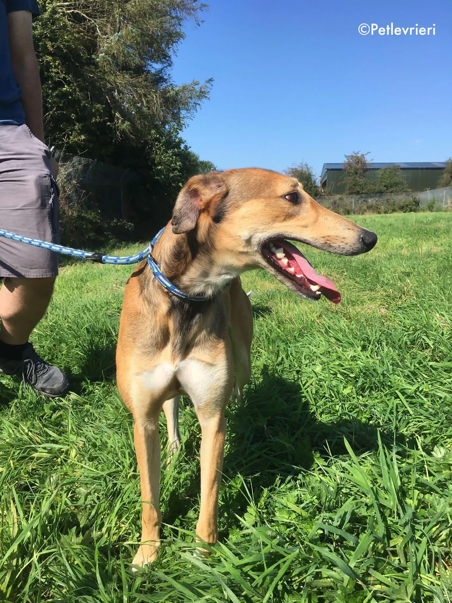 ryder adozione levrieri greyhound lurcher 7