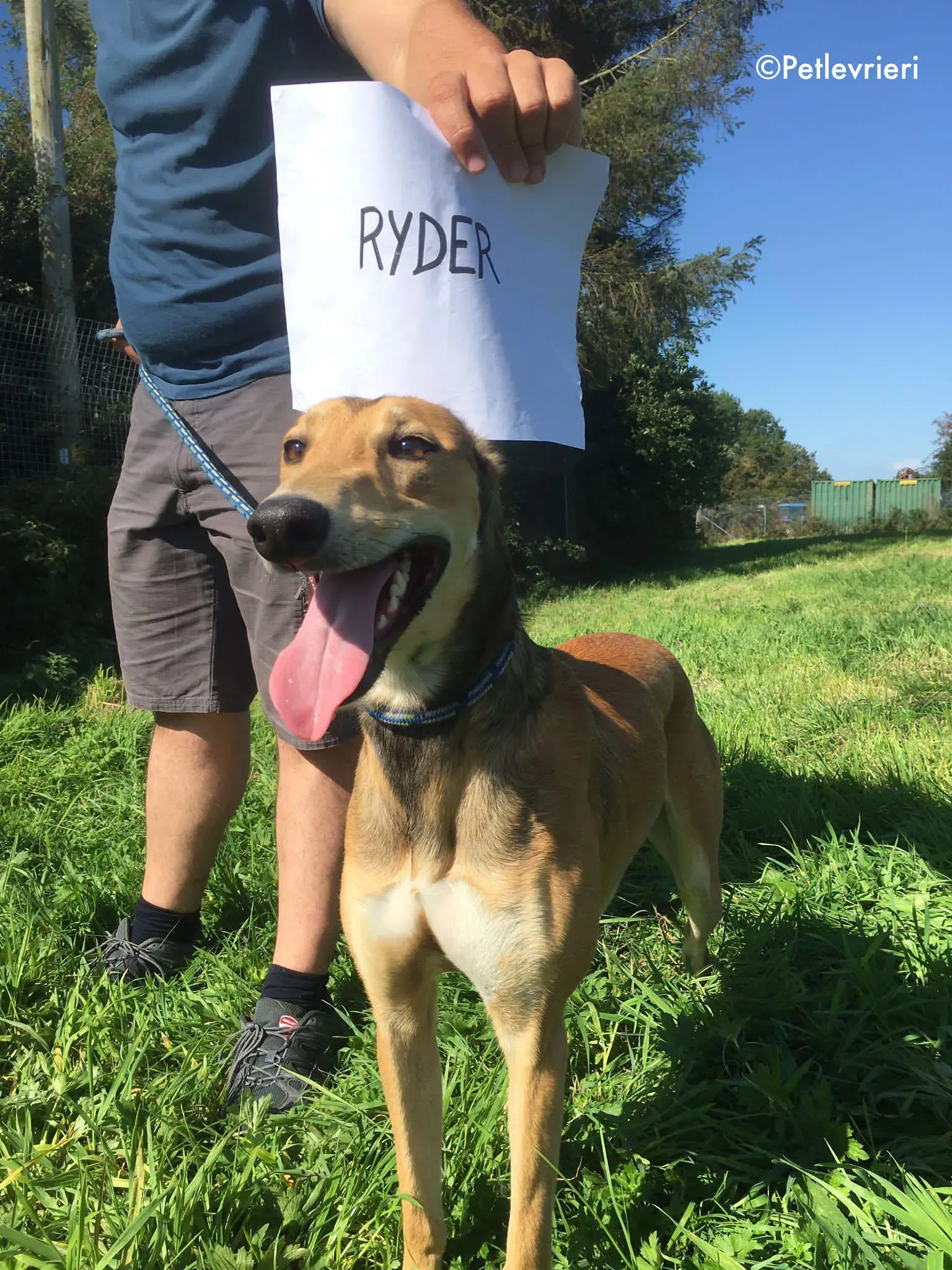 ryder adozione levrieri greyhound lurcher 8