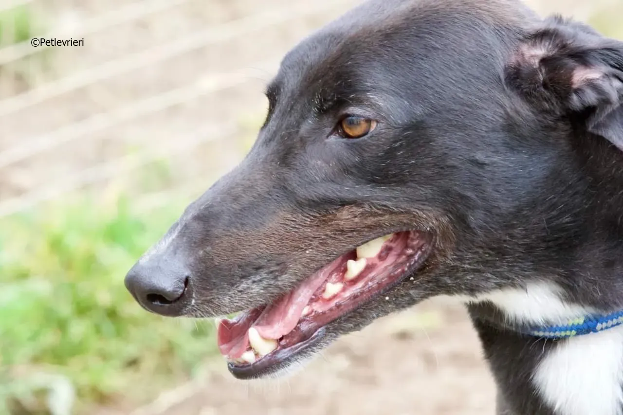 rye adozione levrieri greyhound 1