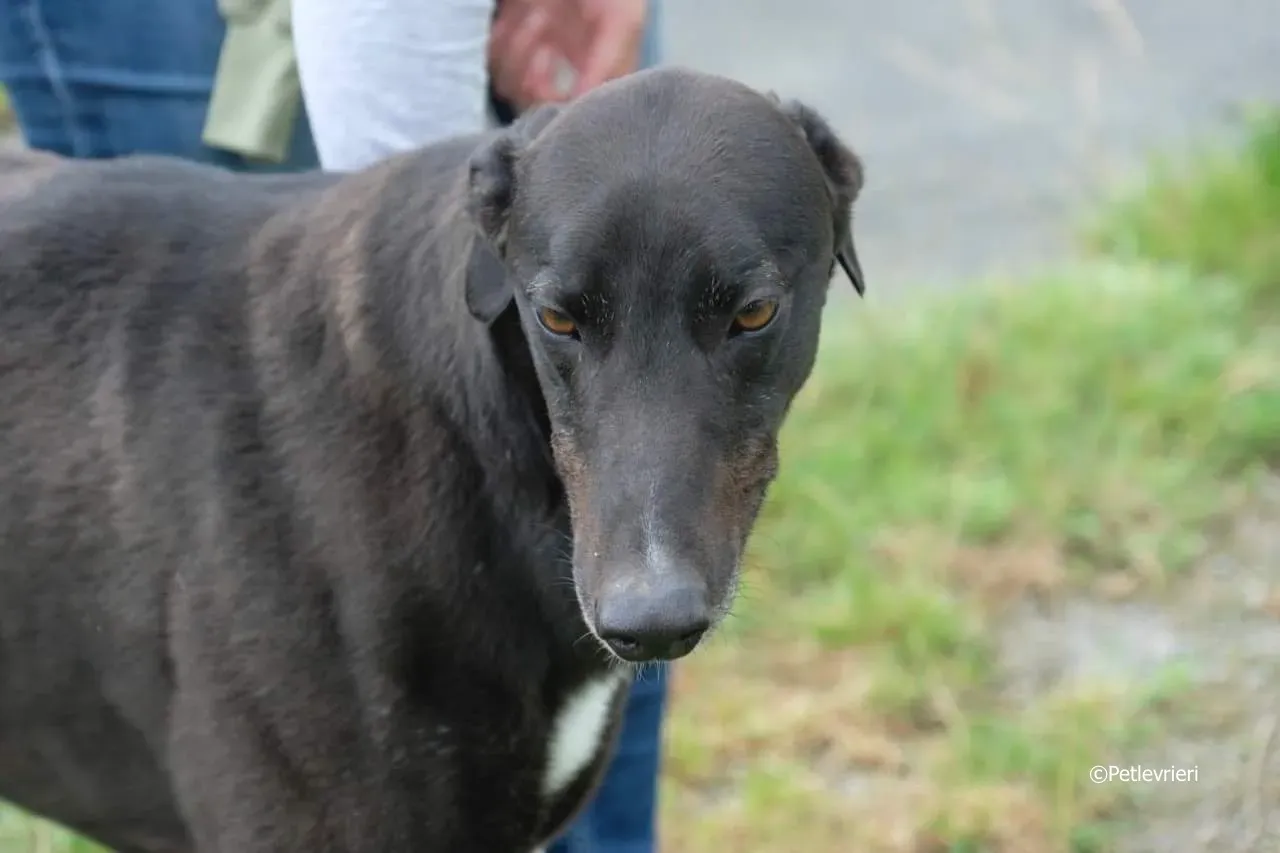 rye adozione levrieri greyhound 13