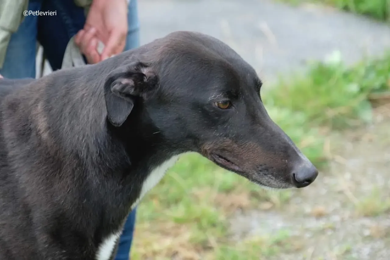 rye adozione levrieri greyhound 14