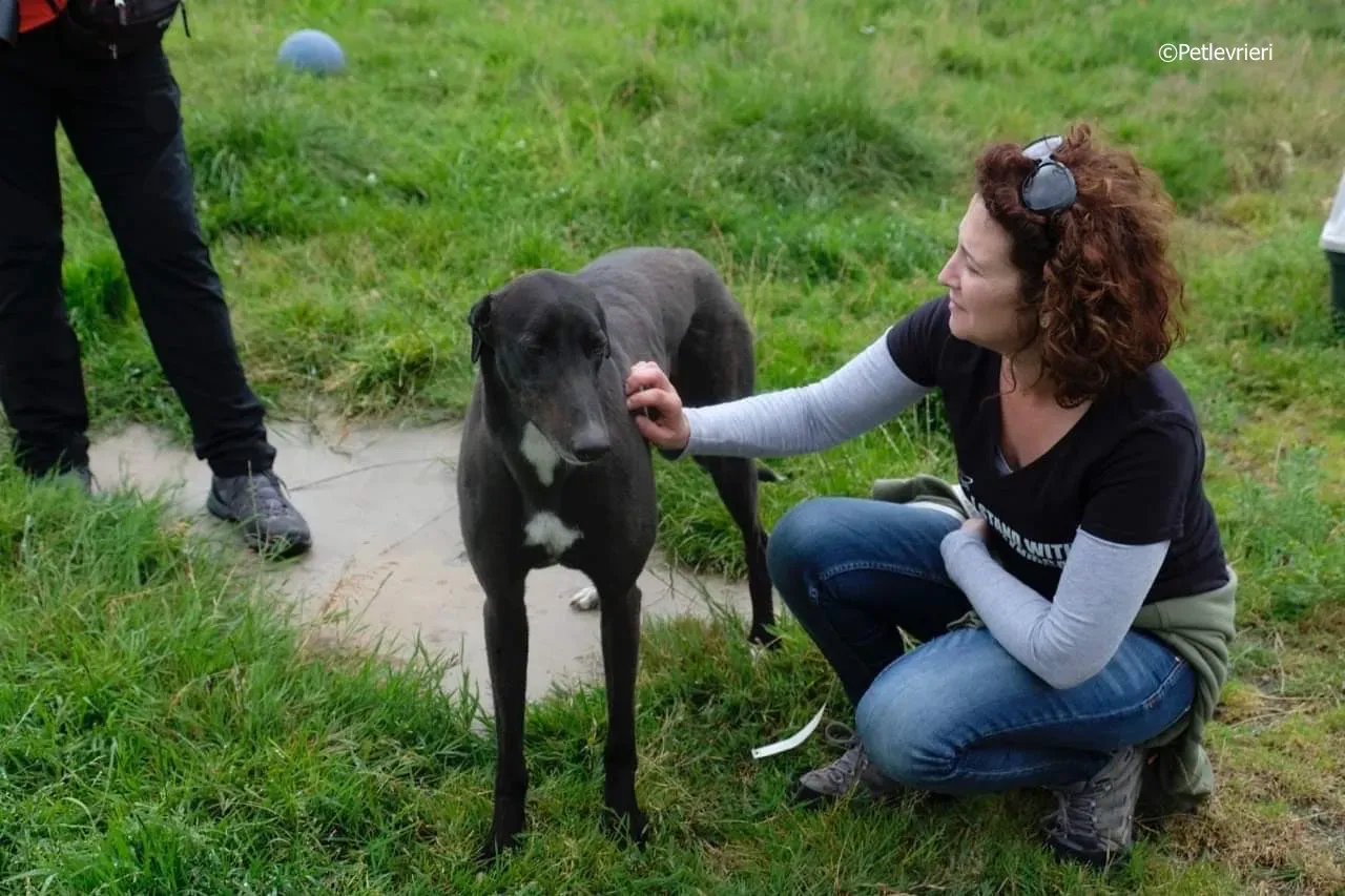 rye adozione levrieri greyhound 15