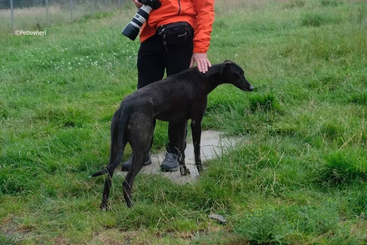 rye adozione levrieri greyhound 16