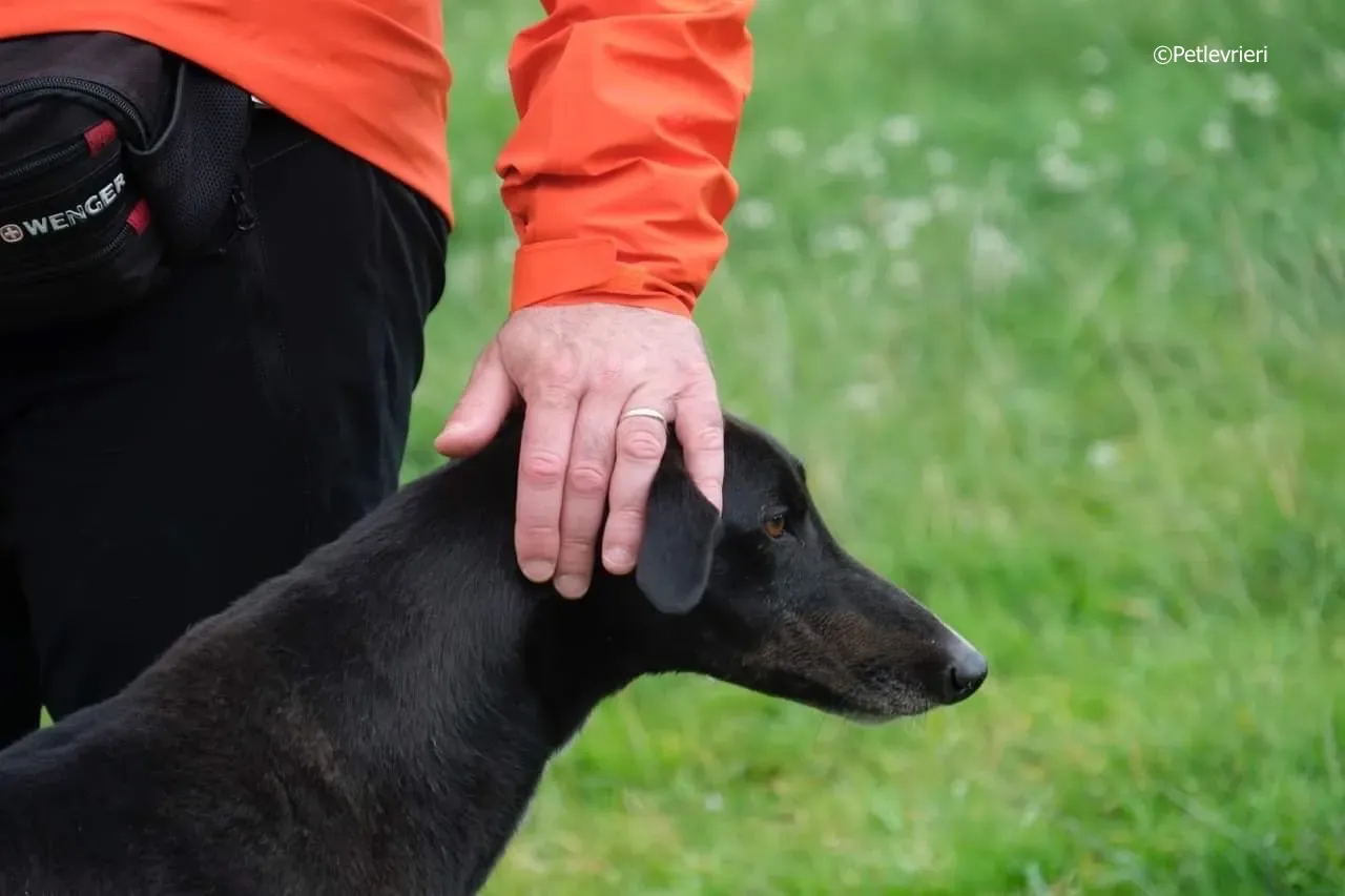 rye adozione levrieri greyhound 17