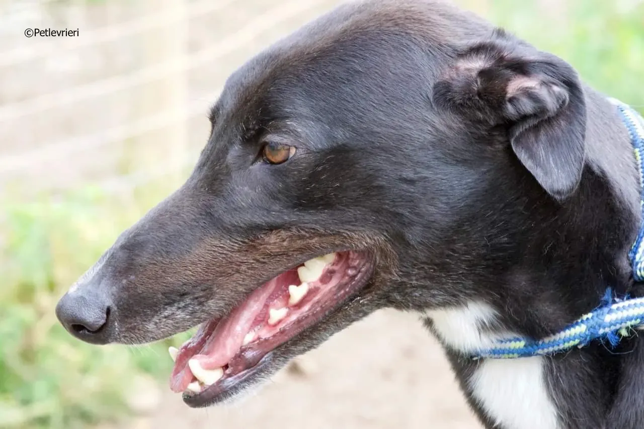 rye adozione levrieri greyhound 2