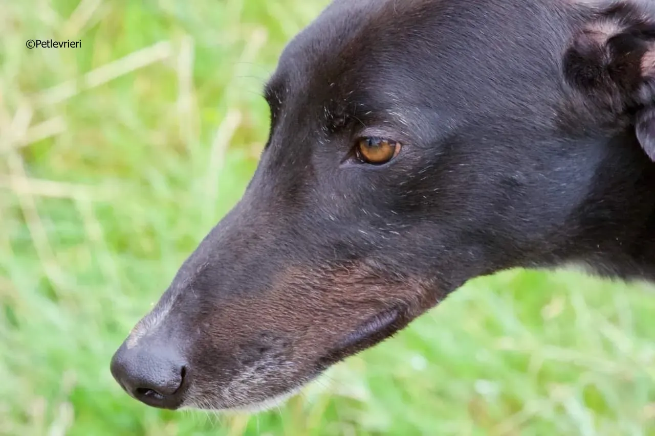 rye adozione levrieri greyhound 3