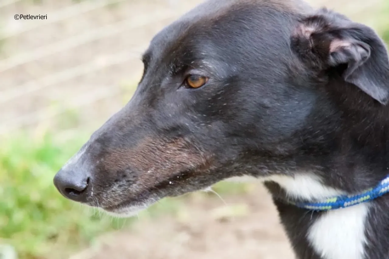 rye adozione levrieri greyhound 4