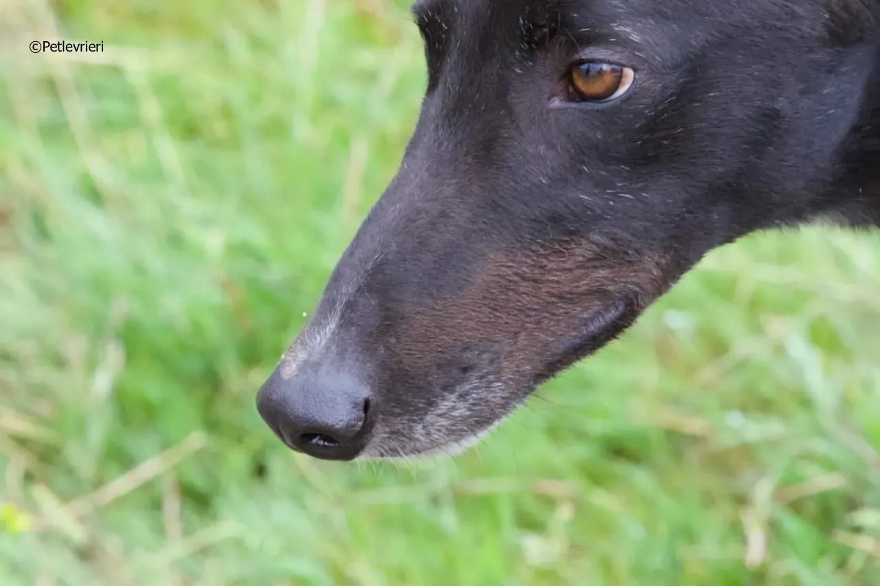 rye adozione levrieri greyhound 5