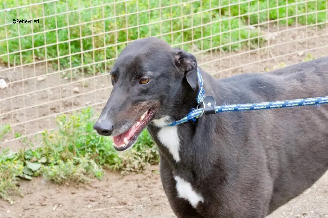 rye adozione levrieri greyhound 6