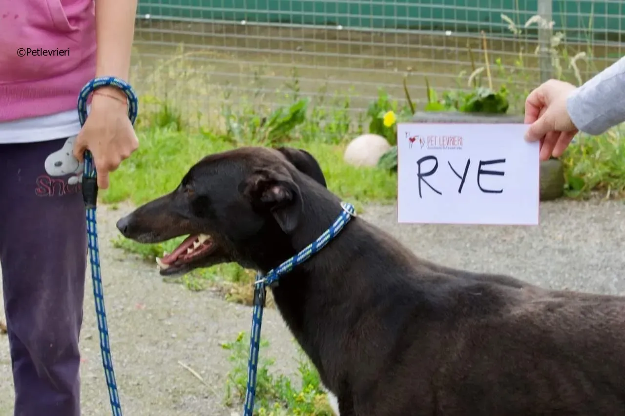 rye adozione levrieri greyhound 7