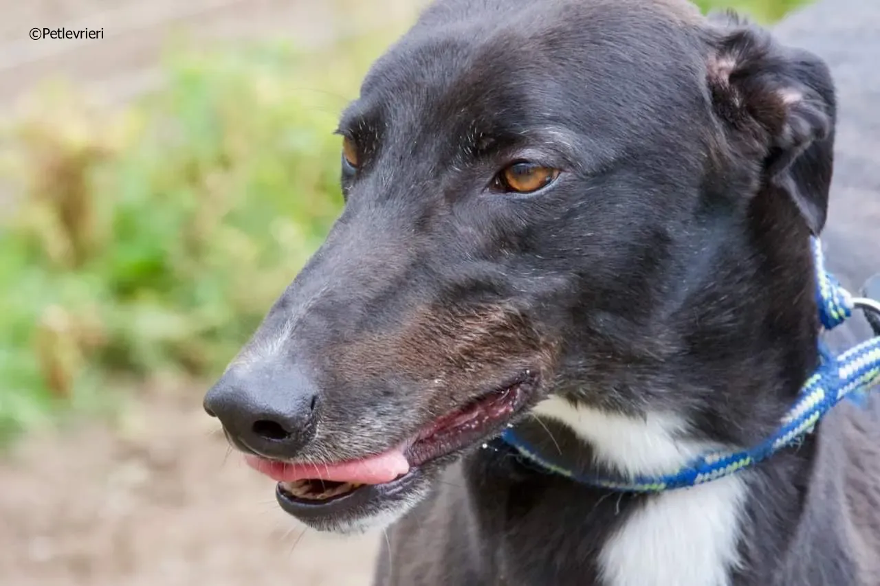 rye adozione levrieri greyhound 8