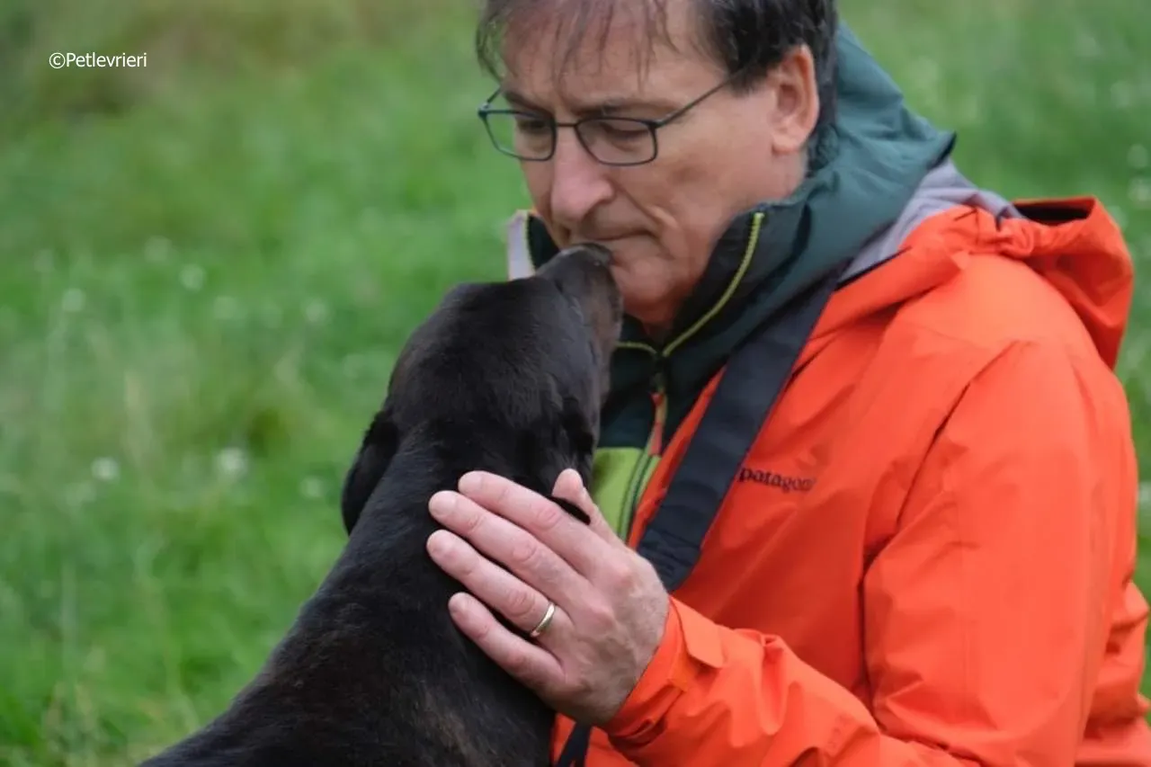 rye adozione levrieri greyhound 9