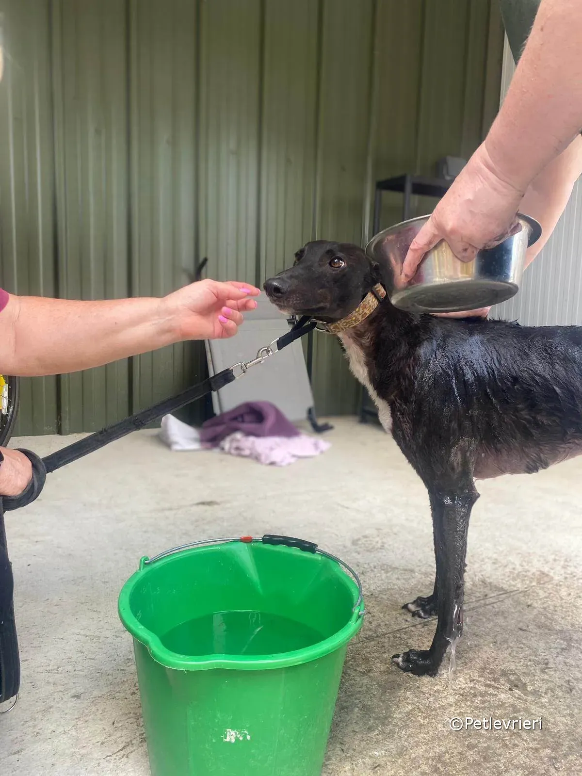 ryhad adozione greyhound petlevrieri 01