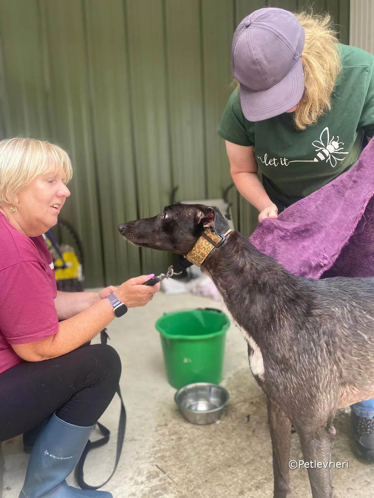 ryhad adozione greyhound petlevrieri 02