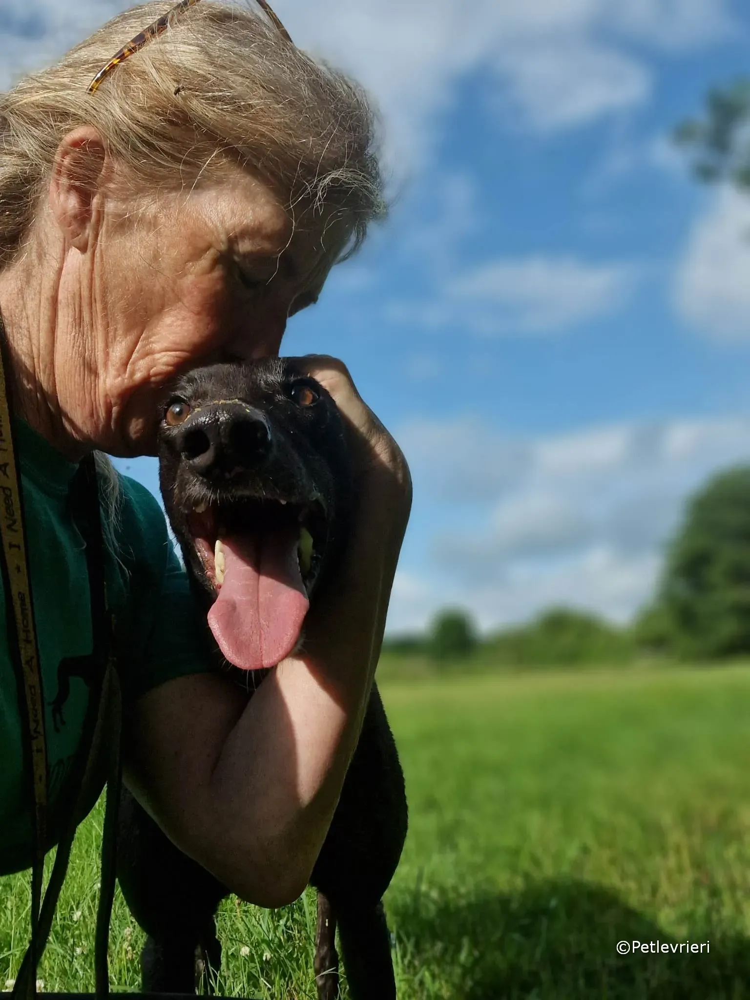 ryhad adozione greyhound petlevrieri 03