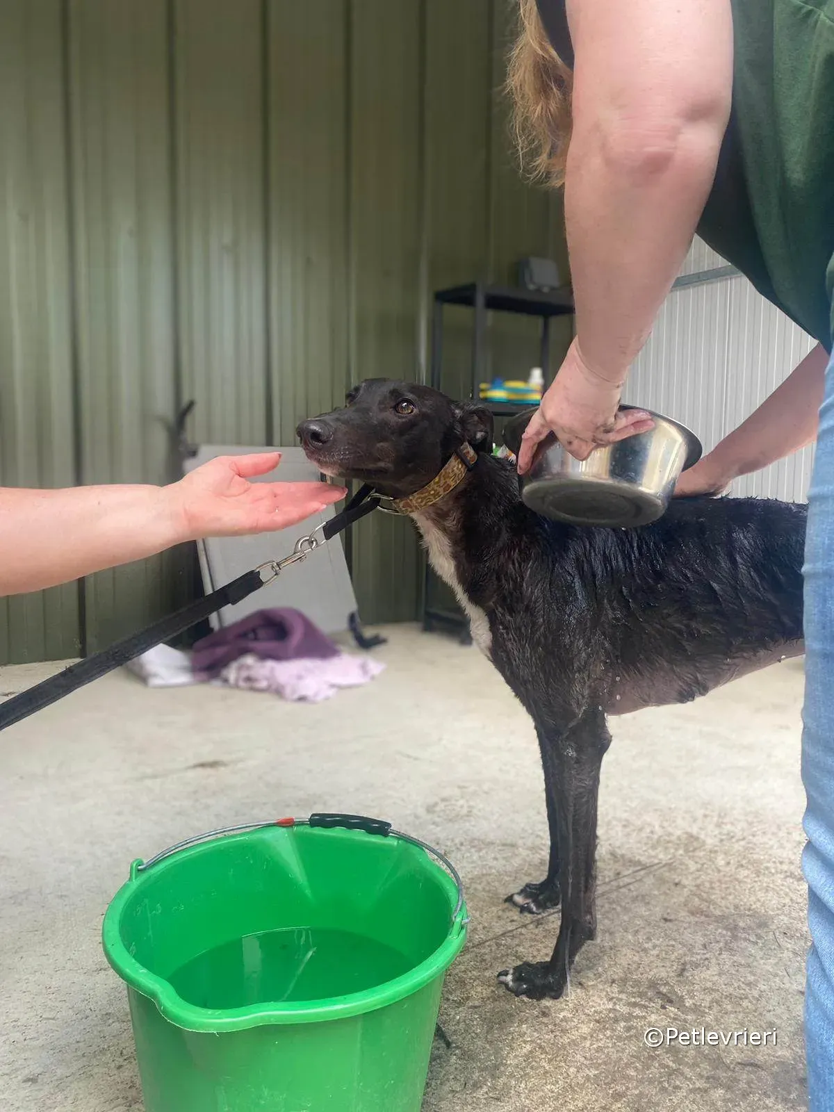 ryhad adozione greyhound petlevrieri 04