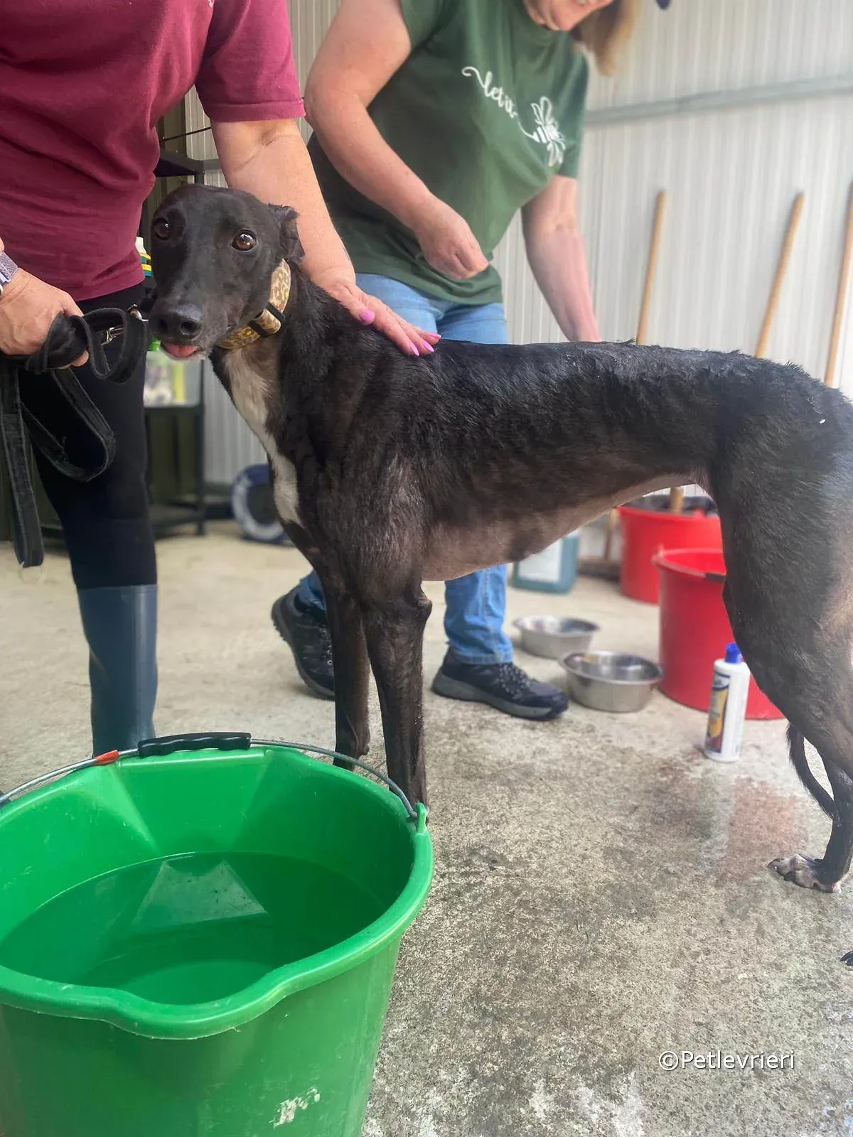 ryhad adozione greyhound petlevrieri 05