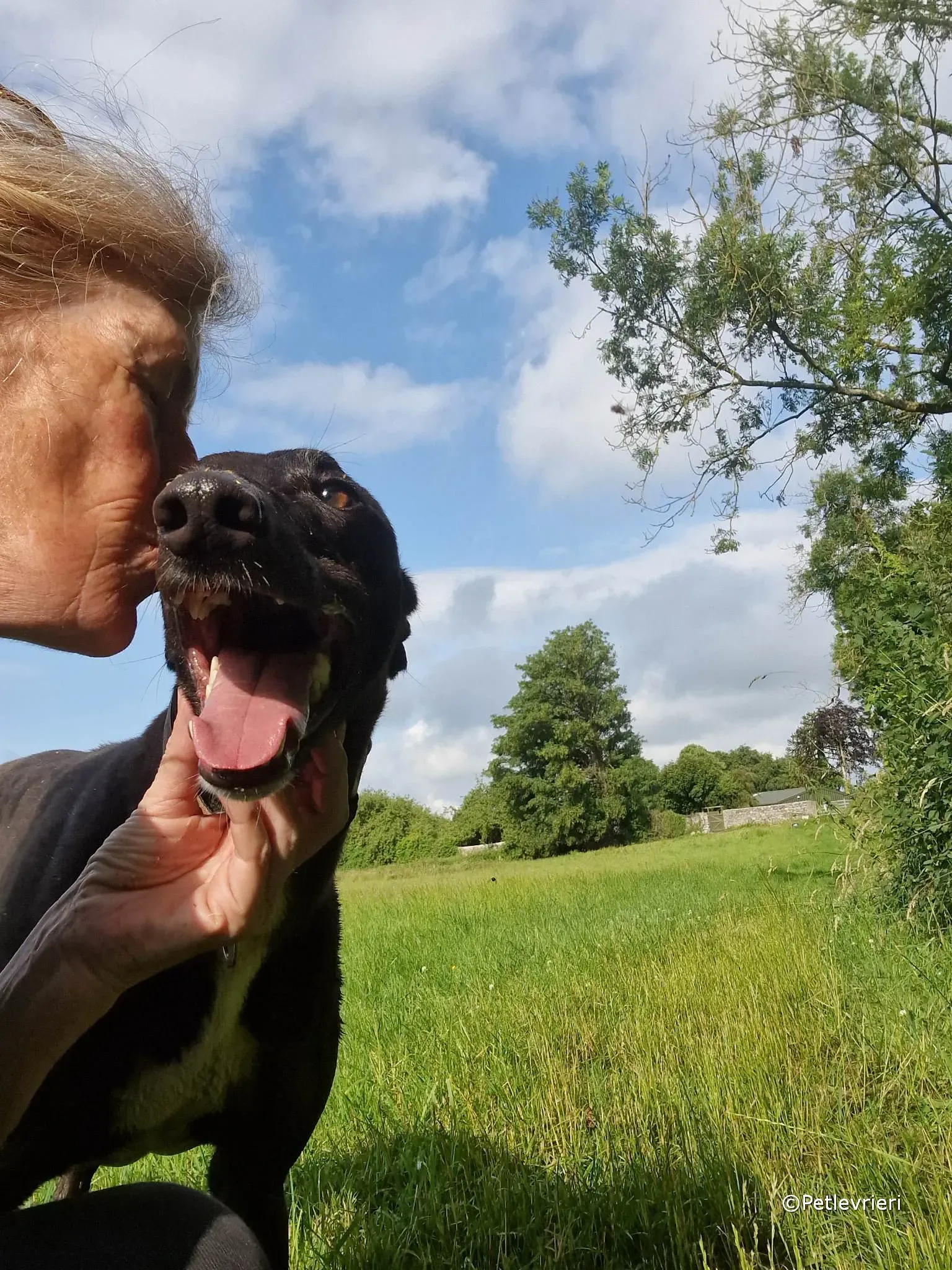 ryhad adozione greyhound petlevrieri 06