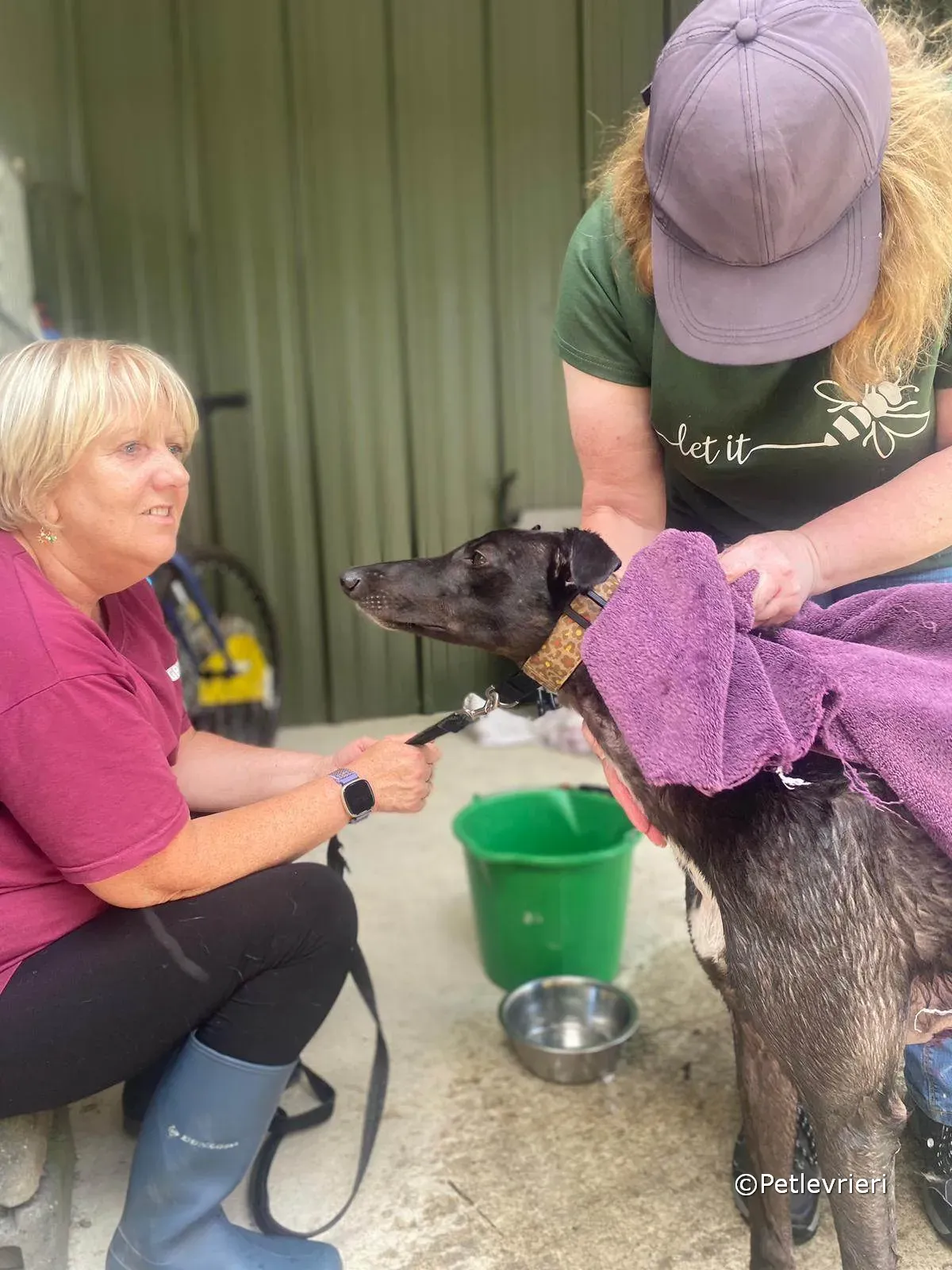 ryhad adozione greyhound petlevrieri 07