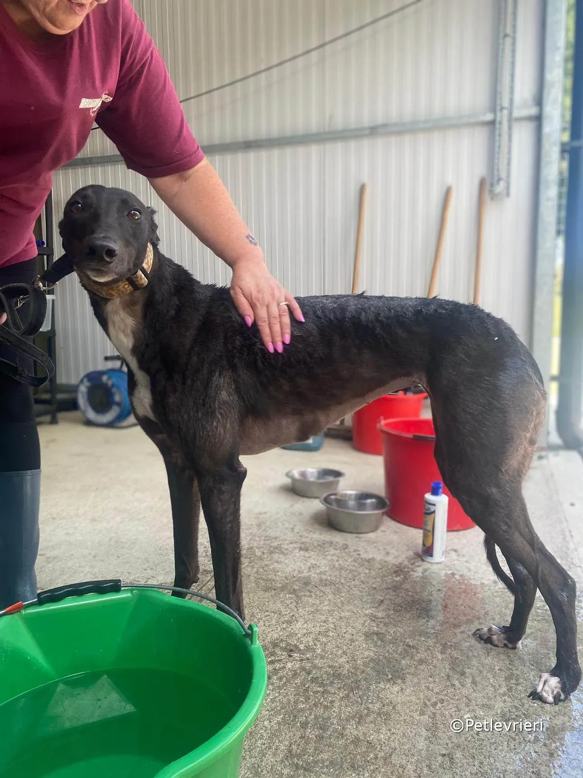 ryhad adozione greyhound petlevrieri 08