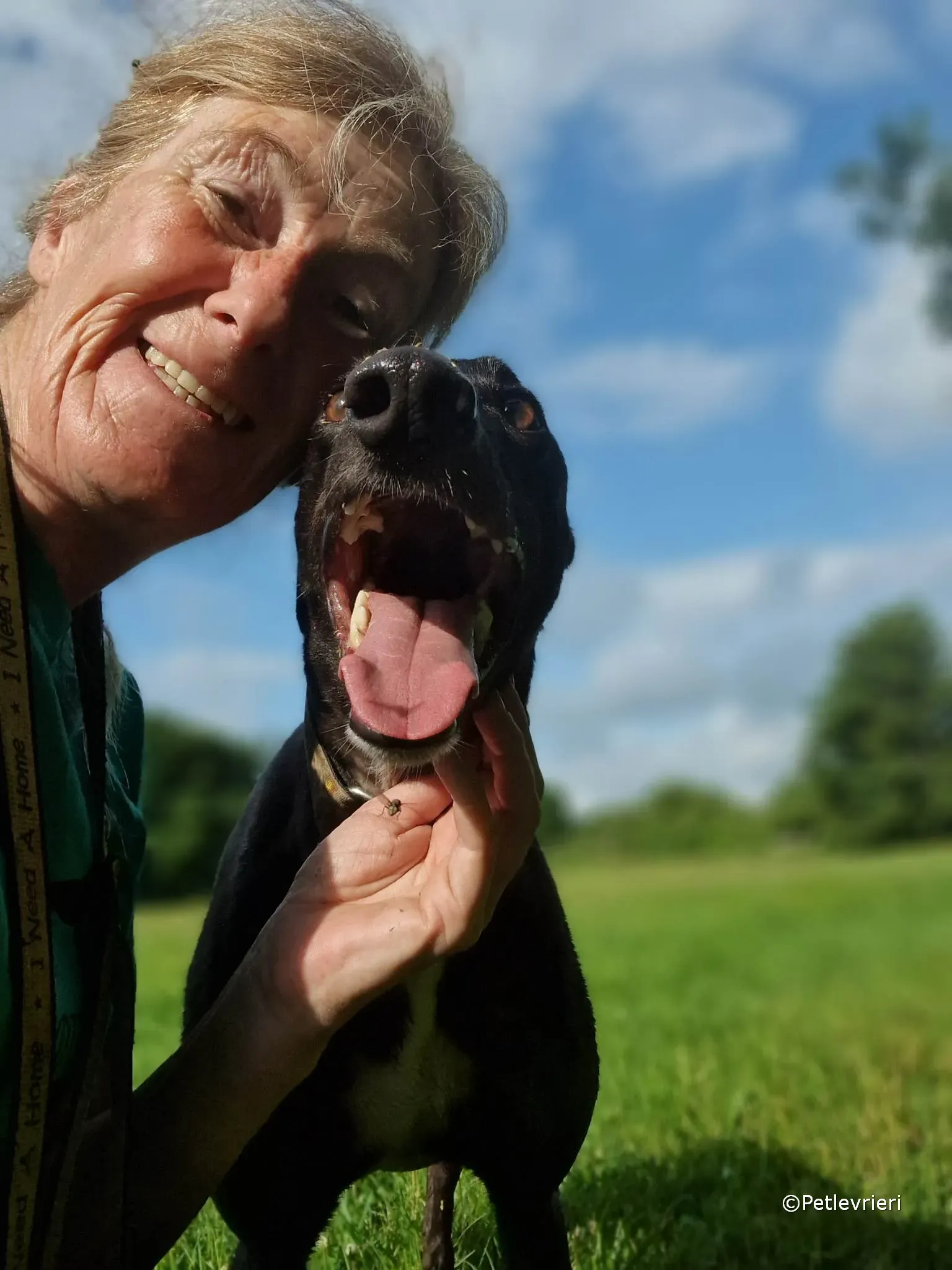 ryhad adozione greyhound petlevrieri 09