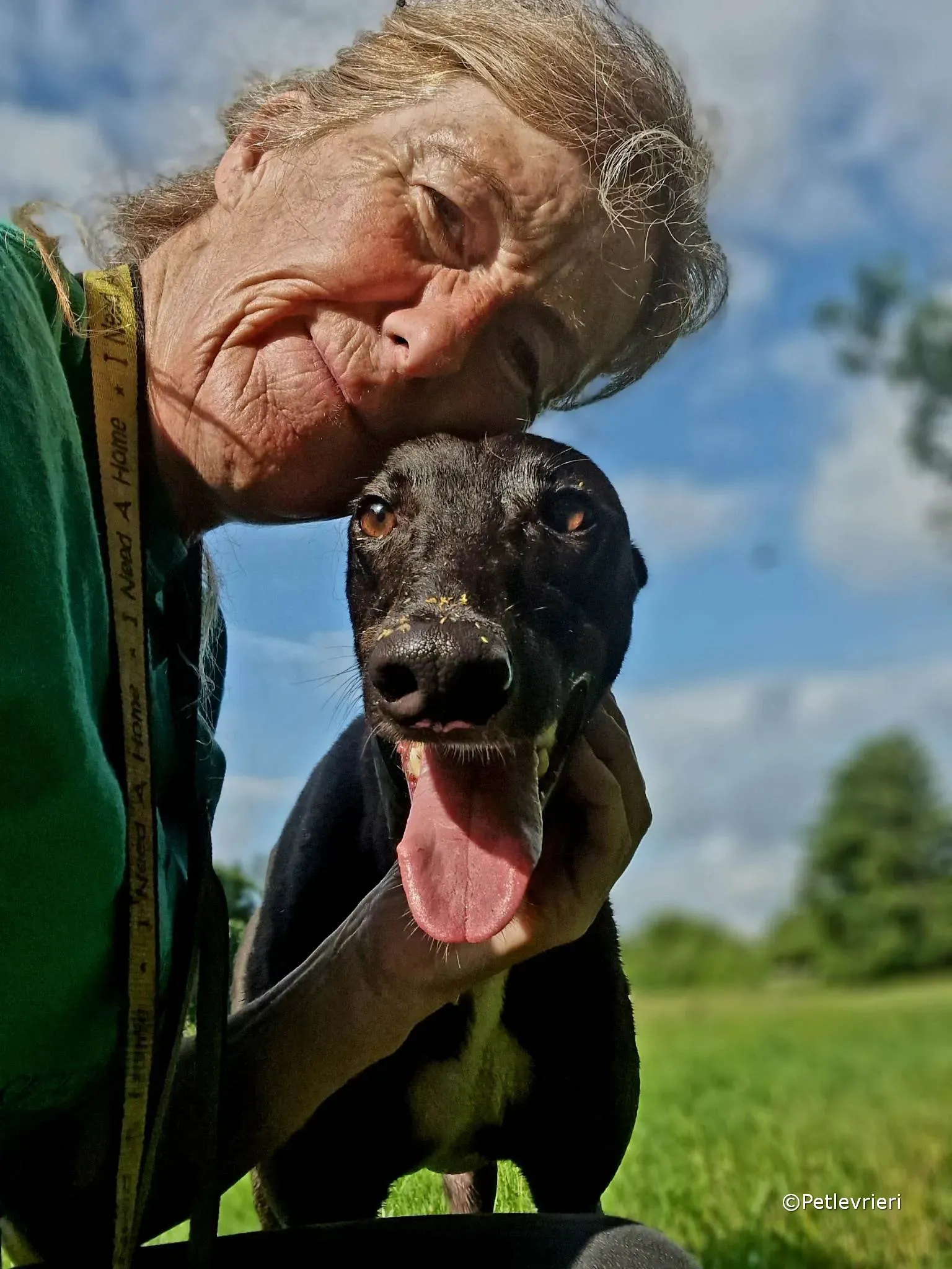 ryhad adozione greyhound petlevrieri 10