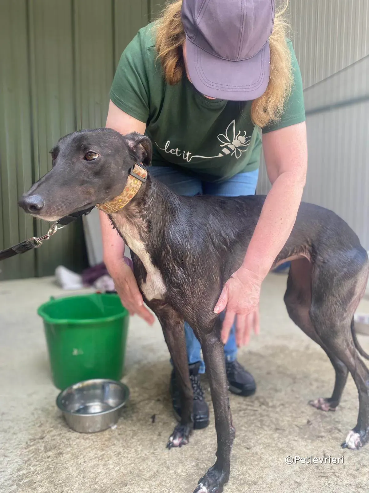 ryhad adozione greyhound petlevrieri 11