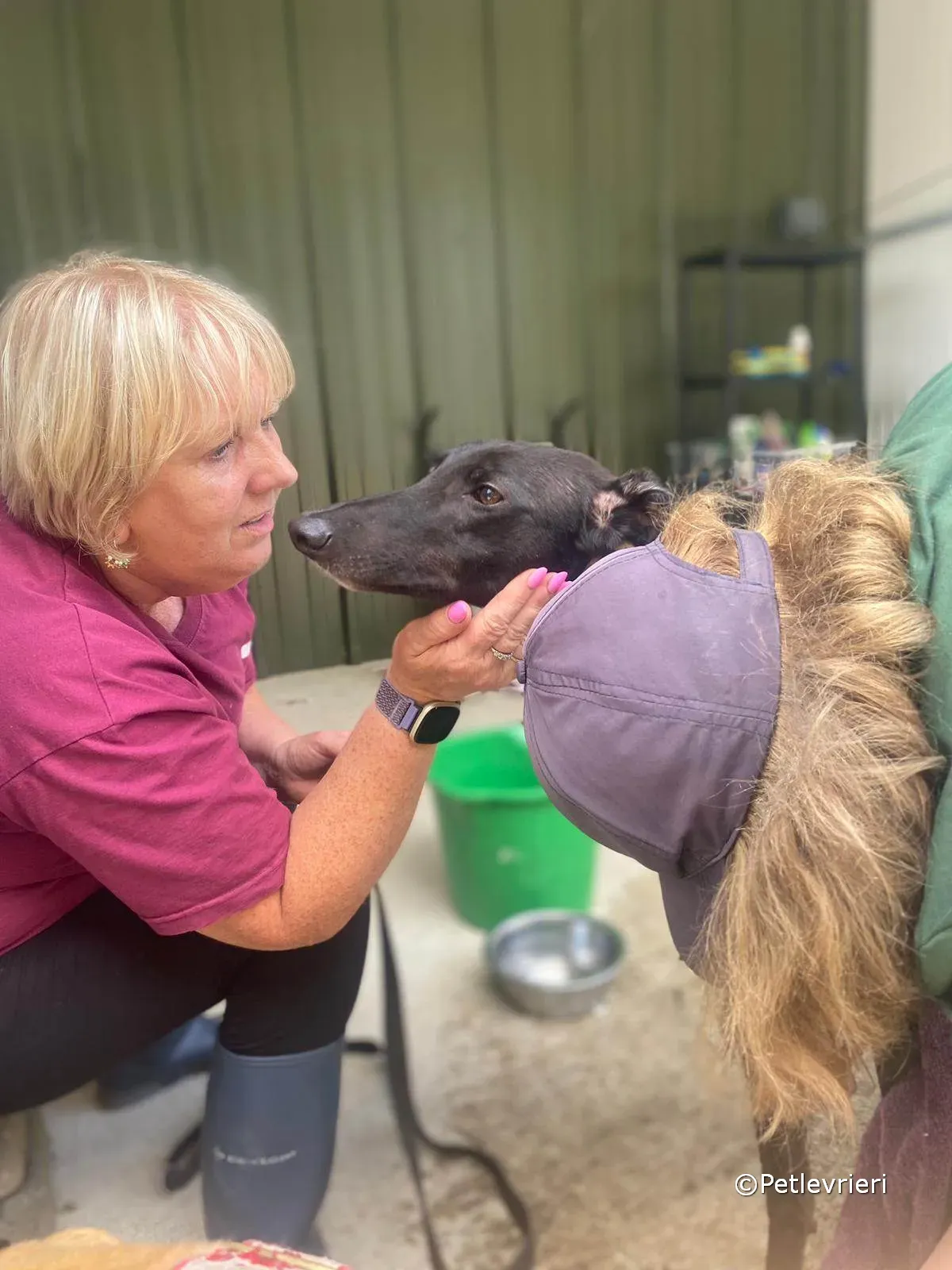 ryhad adozione greyhound petlevrieri 12