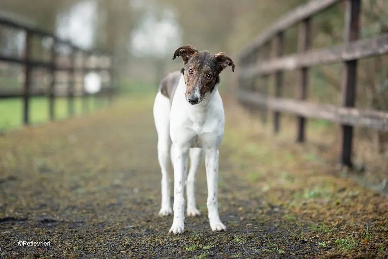 sabrina adozione levrieri greyhound lurcher 1