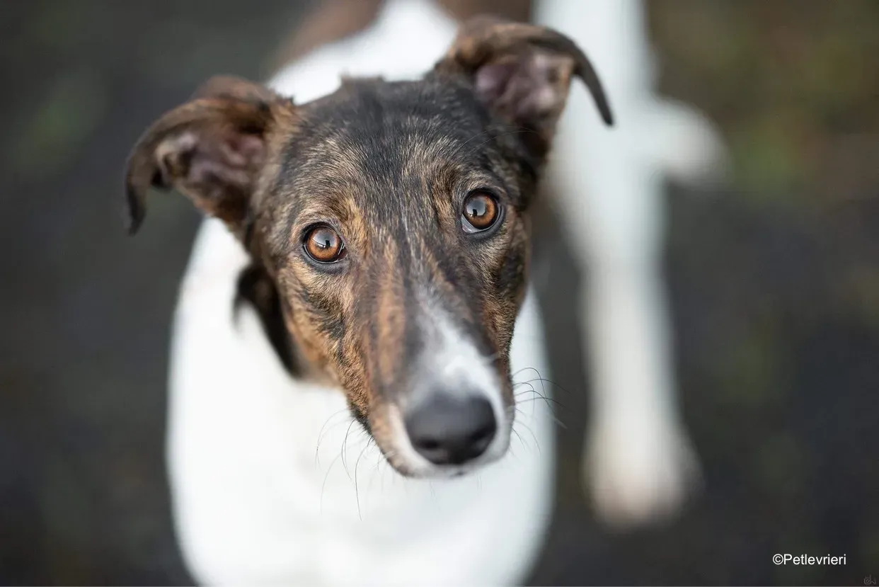 sabrina adozione levrieri greyhound lurcher 2