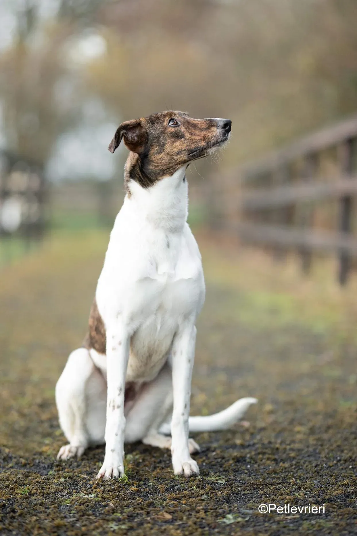 sabrina adozione levrieri greyhound lurcher 3