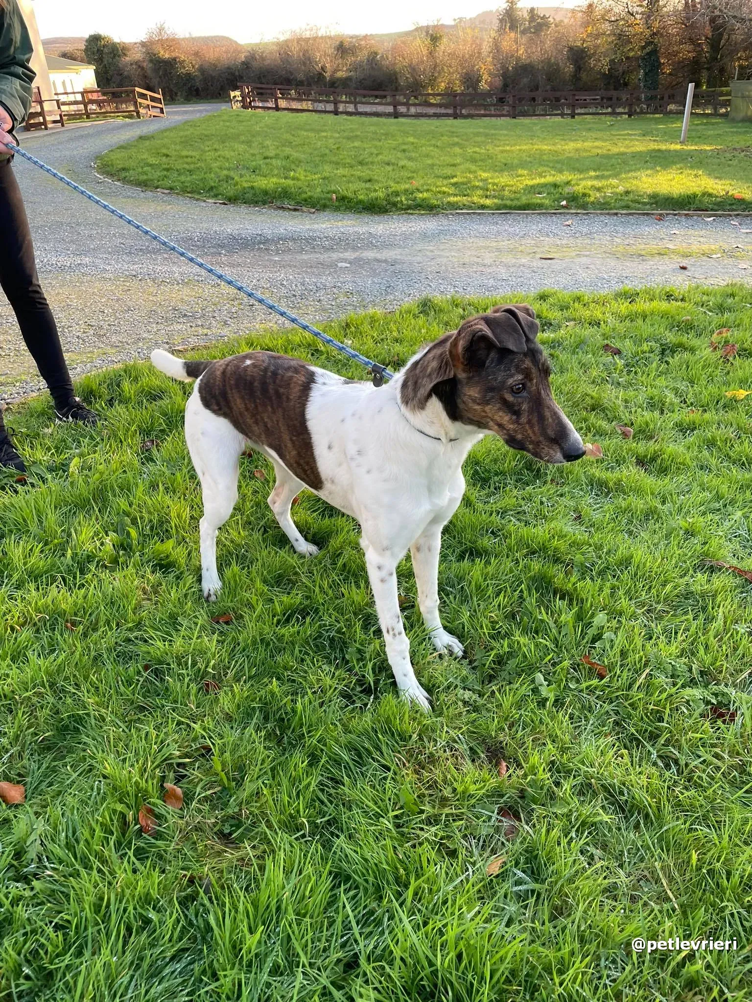 sabrina adozione lurcher pet levrieri 01