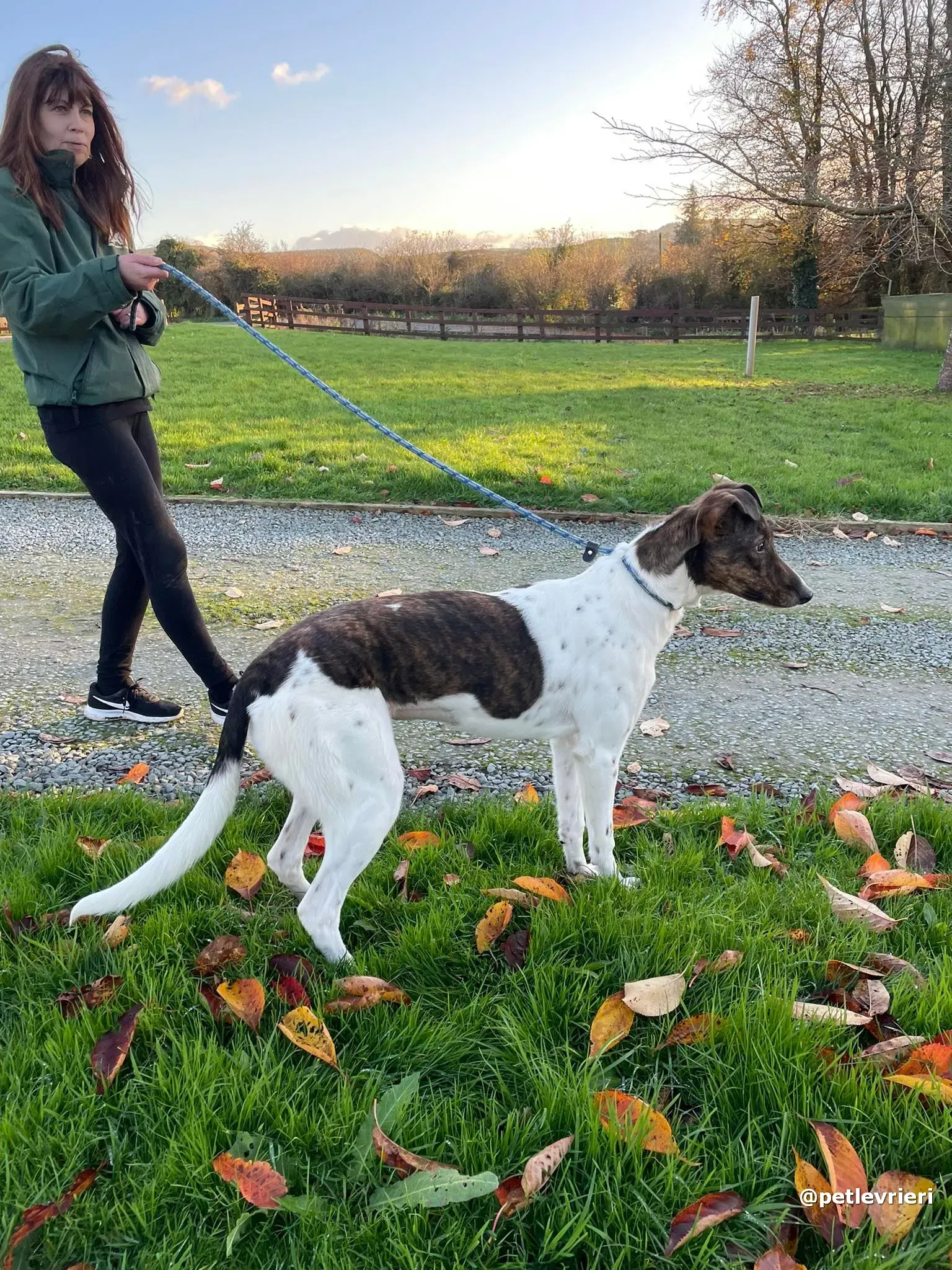 sabrina adozione lurcher pet levrieri 04