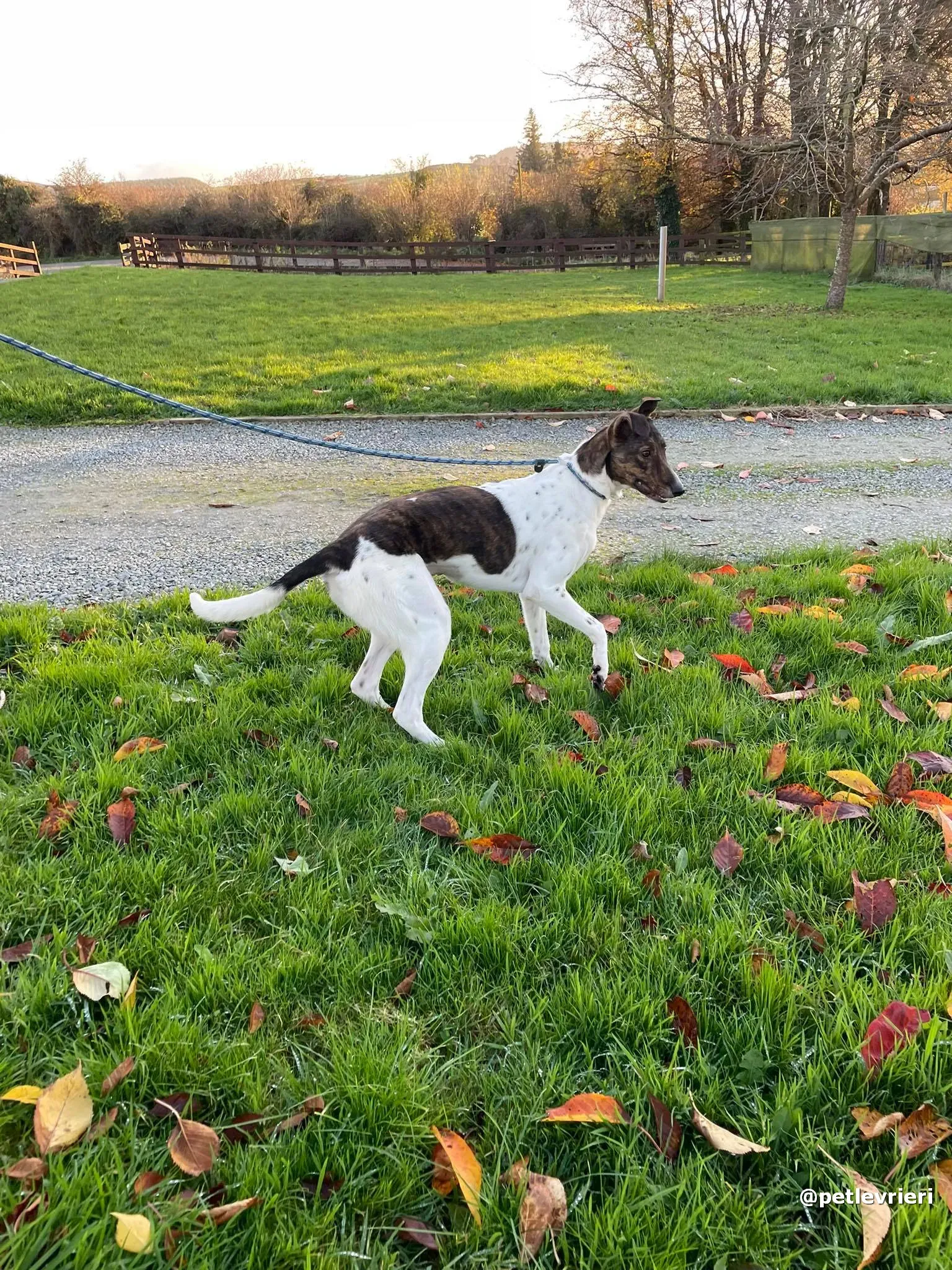 sabrina adozione lurcher pet levrieri 06