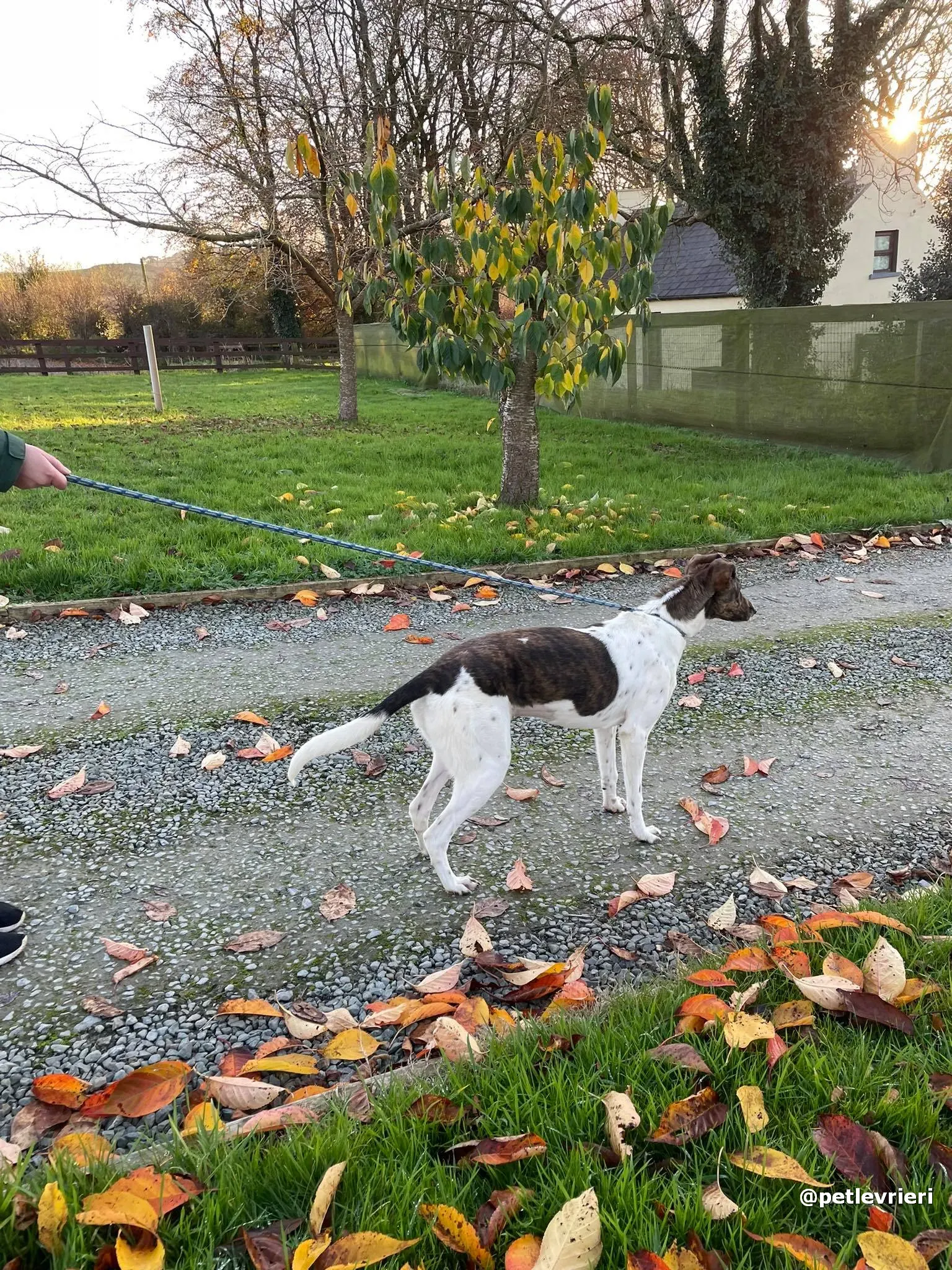 sabrina adozione lurcher pet levrieri 10