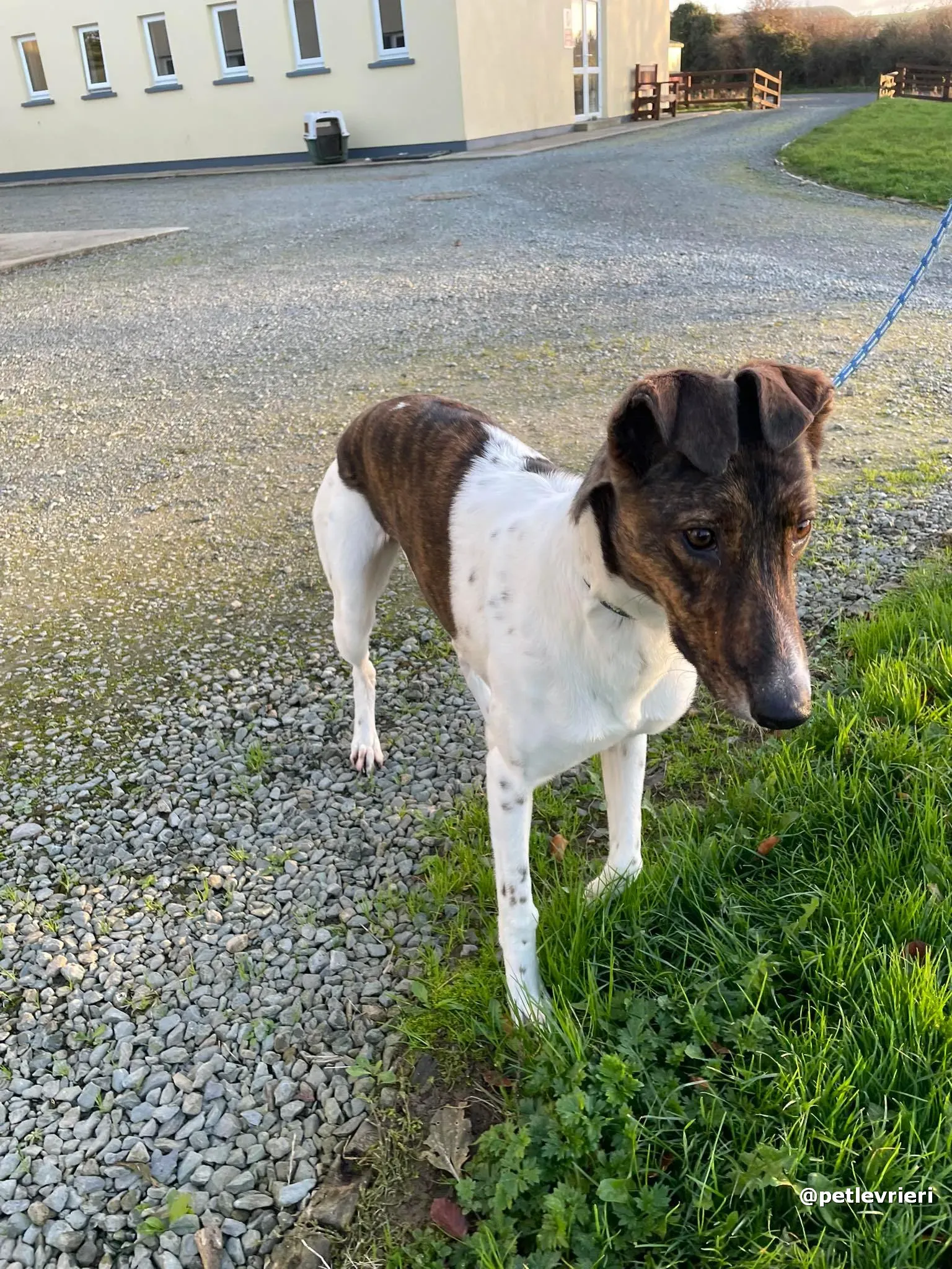 sabrina adozione lurcher pet levrieri 13