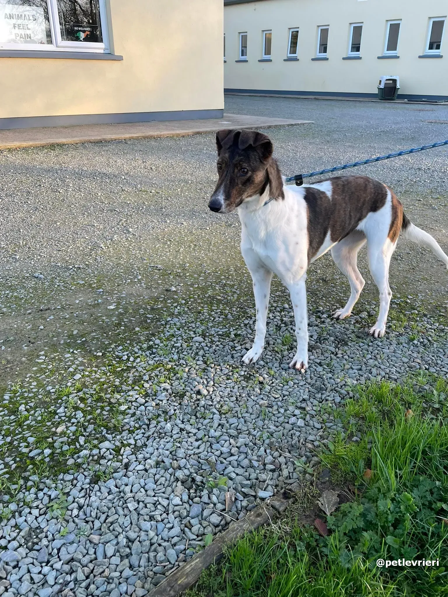 sabrina adozione lurcher pet levrieri 14