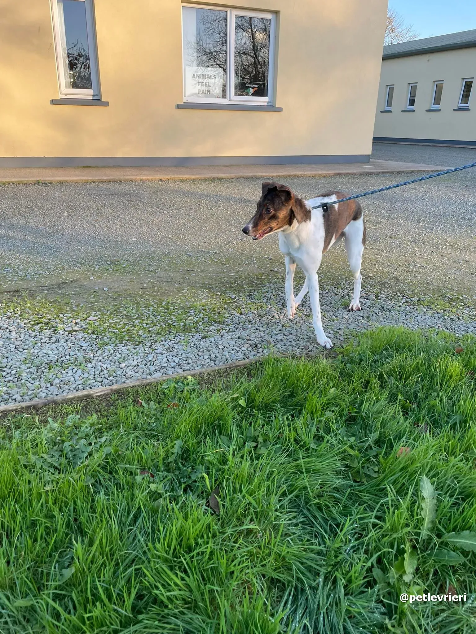 sabrina adozione lurcher pet levrieri 17