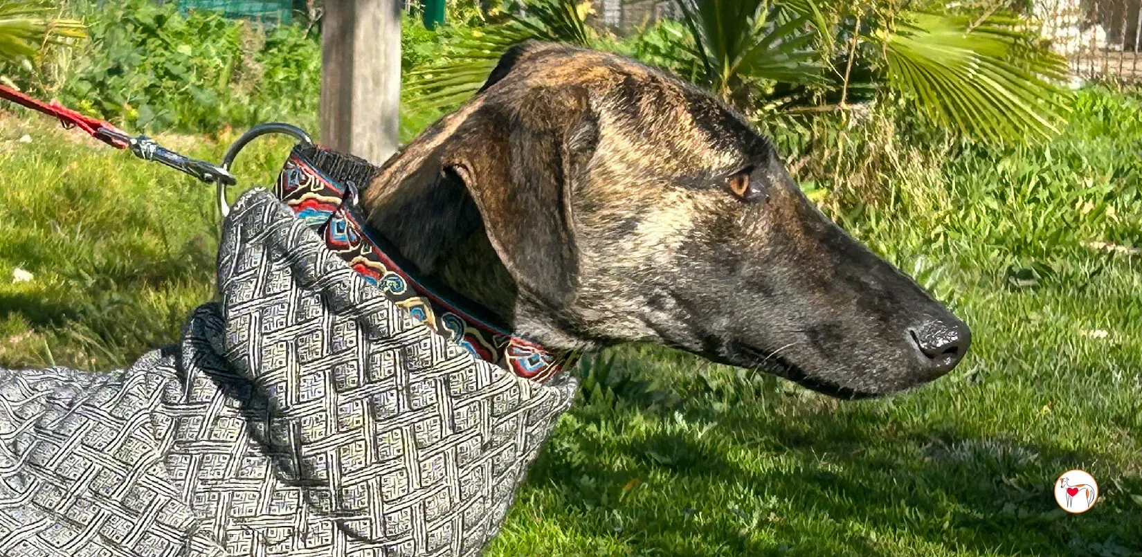 sabrina galgo adozione 00 copertina a e1734347051813