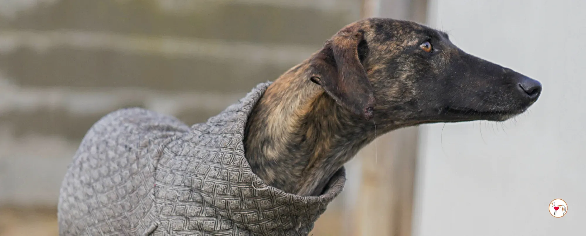 sabrina galgo adozione 00 nuova copertina b