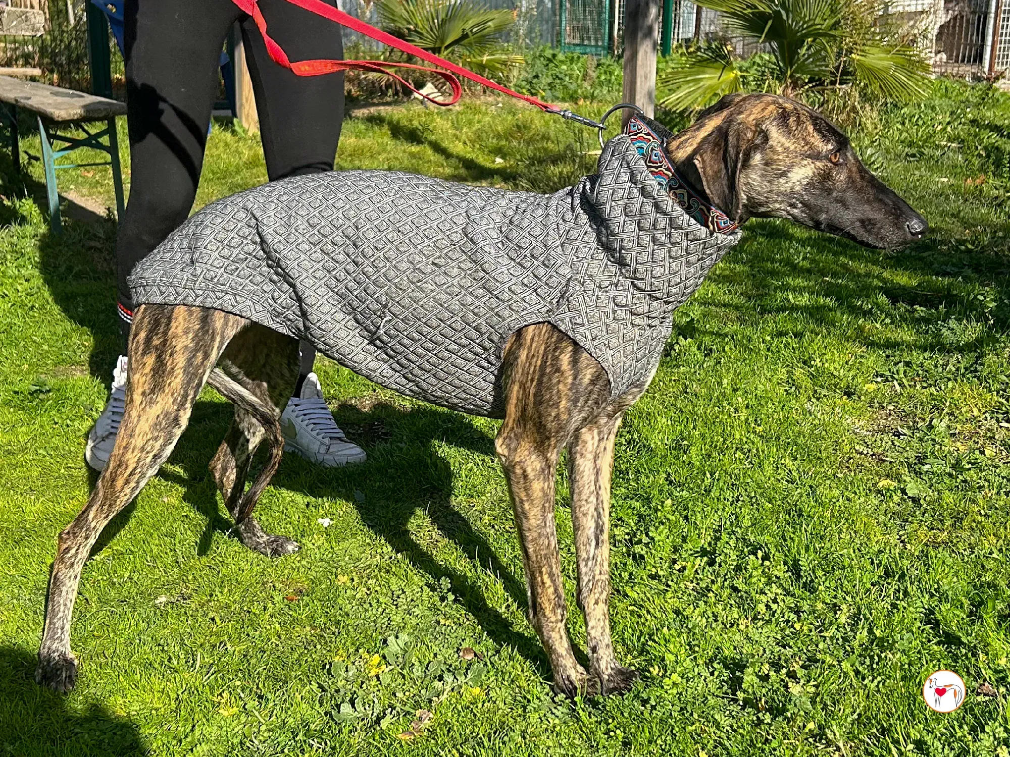 sabrina galgo adozione 01