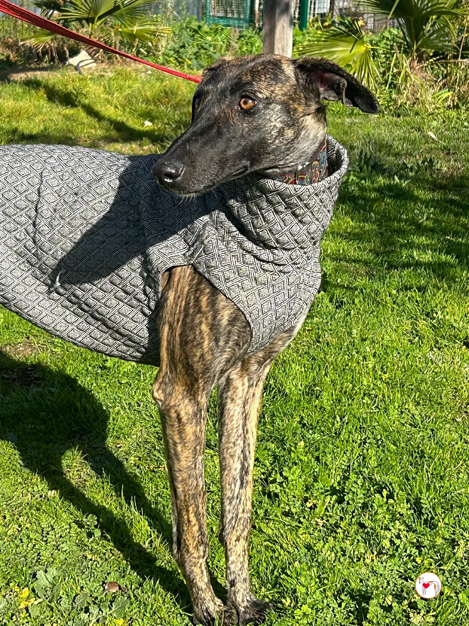 sabrina galgo adozione 02