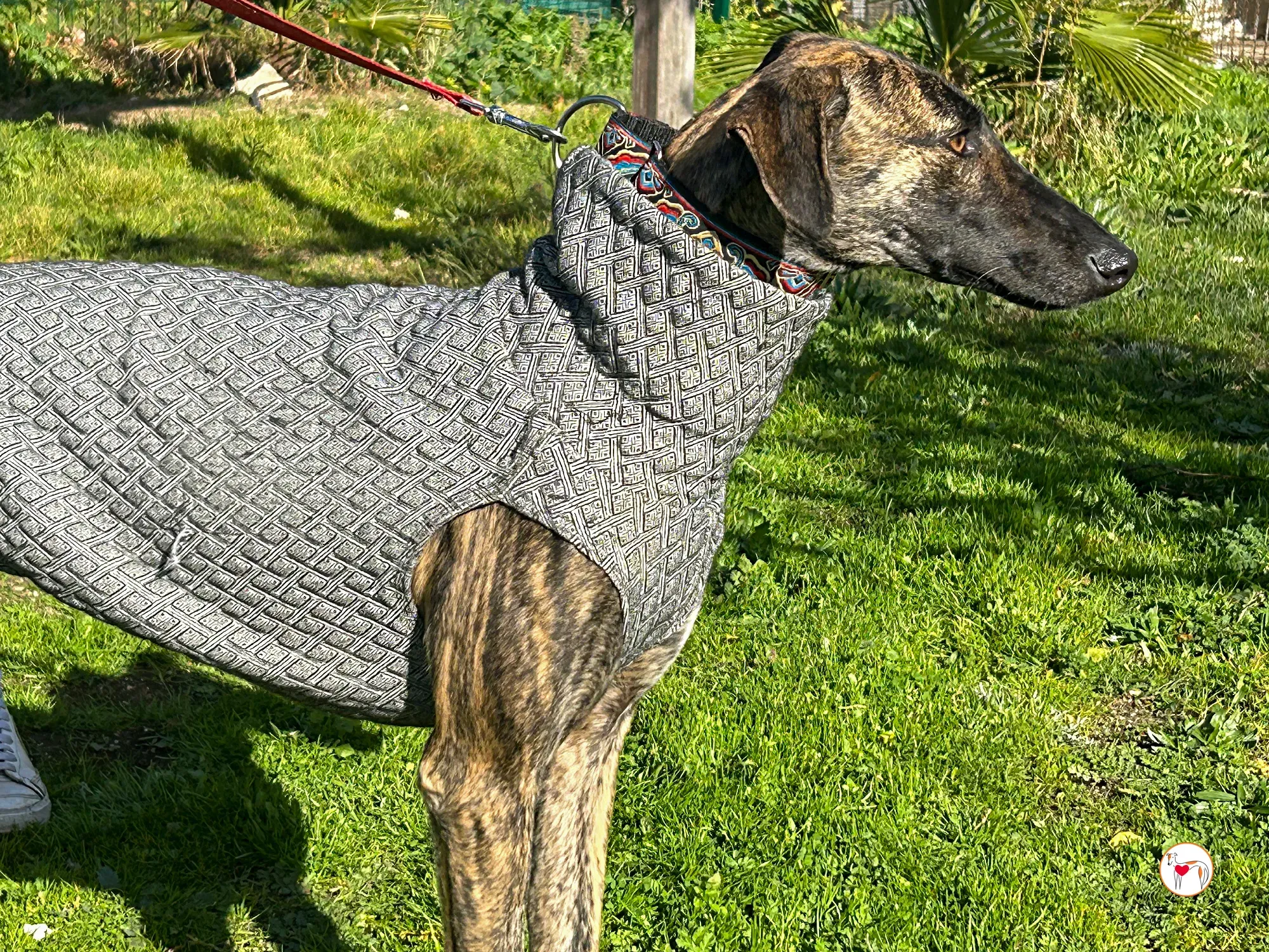 sabrina galgo adozione 03